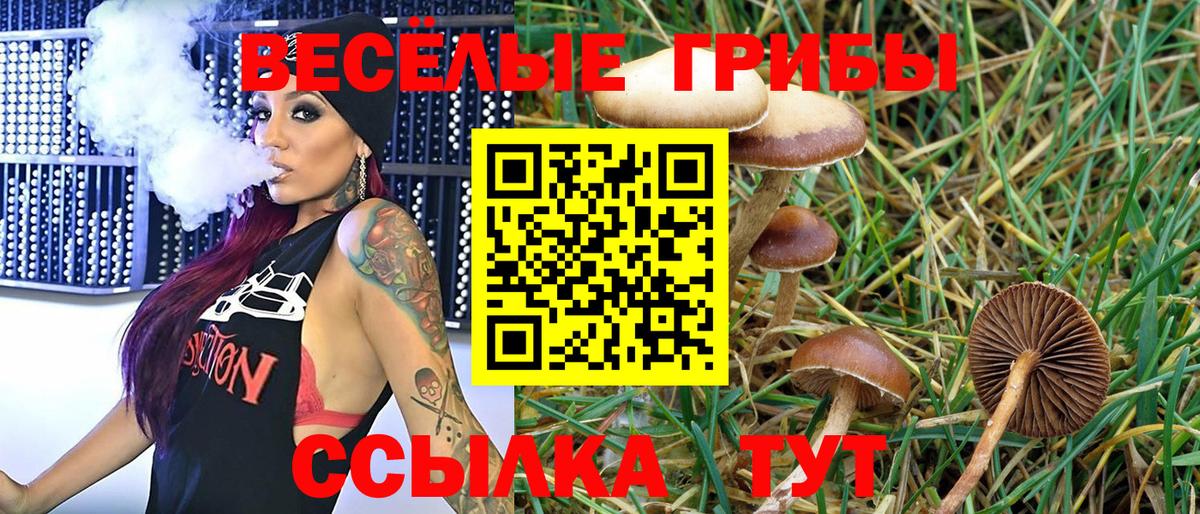 Псилоцибиновые грибы Psilocybe Елизово